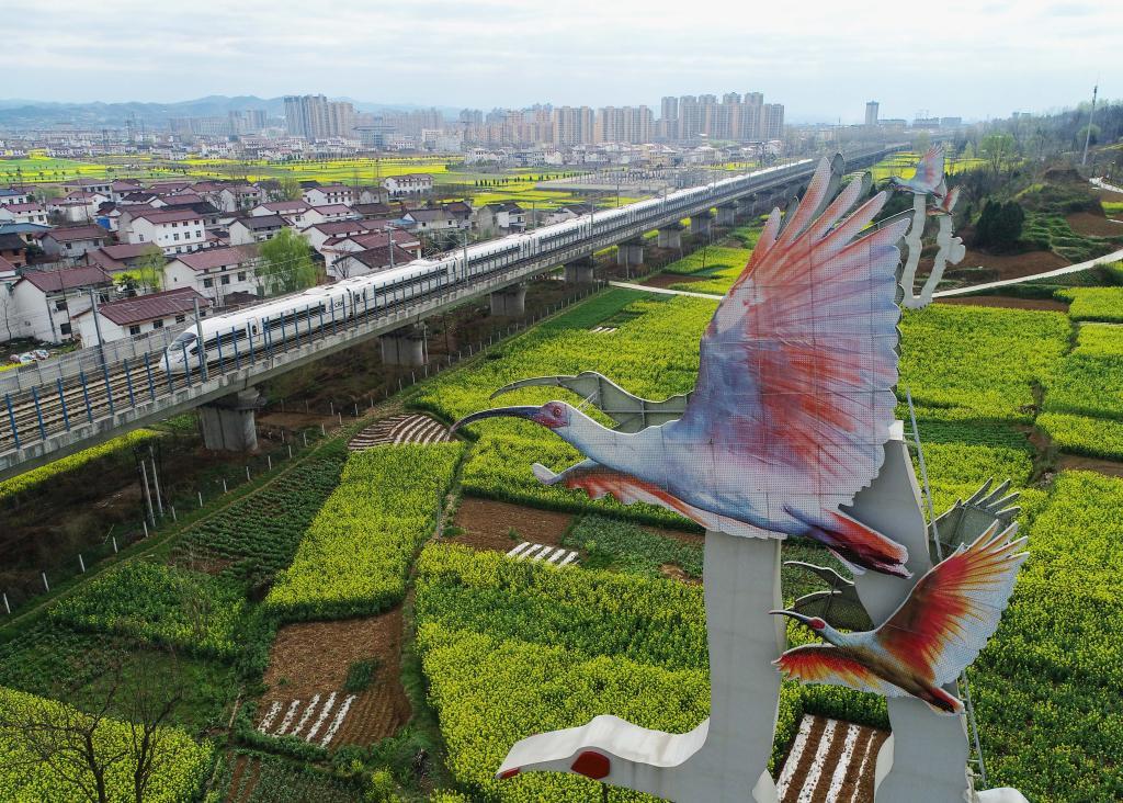 　　一辆高铁驶过汉中市洋县洋州街道油菜花海的朱鹮雕塑（无人机照片）。新华社发（邹竞一 摄）