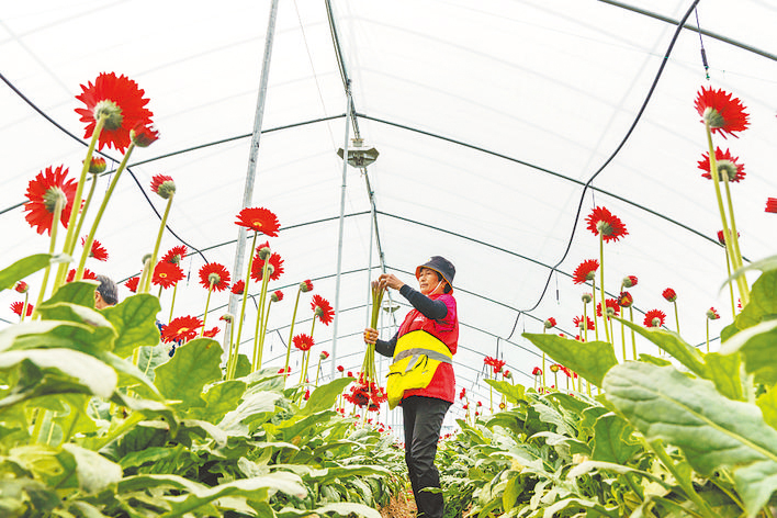 肥东县马湖乡花卉种植大棚内，农户在采摘鲜花。 阮雪枫 摄