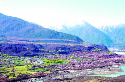 西藏林芝：三月桃花美 浪漫惹人醉