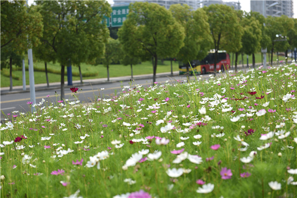 滨湖：夏花正烂漫